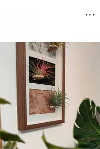 Detailed side view of wooden wall frames featuring air plants on artistic backdrops