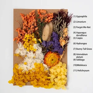 Assorted dried flowers kit including Gypsophila and Statice for DIY handmade crafts