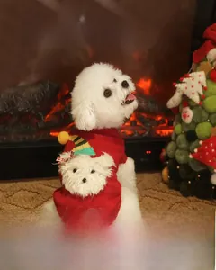 Detail of red Christmas dog sweater with 3D plush bear on warm festive background