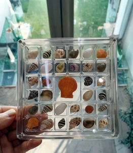 Detailed view of a 36-grid clear acrylic box displaying various natural sea shells