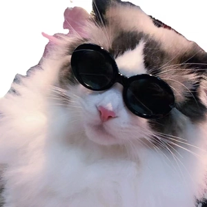 Lunettes de soleil rondes noires pour chats et petits chiens au design minimaliste chic