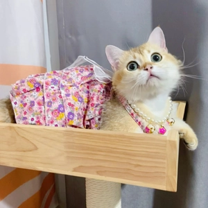 Detail of pink floral pet dress with mesh bow and pearl accent on a cat