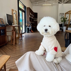 Close-up of a bichon dog wearing a beige knitted sweater with a red heart pattern