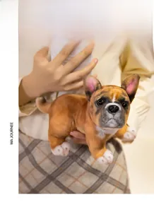 Close-up of realistic French Bulldog plush toy showing detailed texture and soft fabric