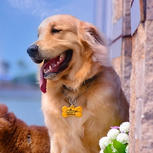 Gouden hondenpenning in botvorm met tekst gedragen door een Golden Retriever
