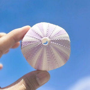 Macro shot of purple and white sea urchin shell specimen held against a blue sky
