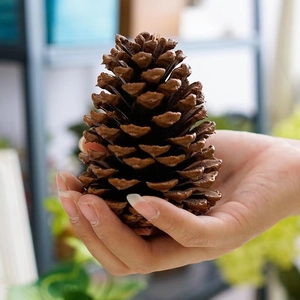 Natural large brown pine cone held in hand for Christmas decoration and rustic DIY crafts