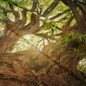 Close-up of durable woven fabric showing realistic forest tree texture and vivid colors