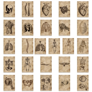 56-piece vintage human anatomy stickers featuring skull and heart on retro paper