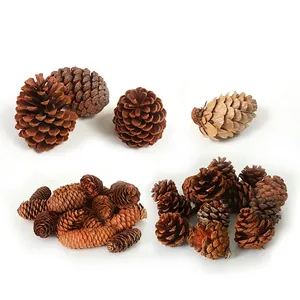 Natural pine cones set in various shapes and sizes for Christmas DIY decor on white background