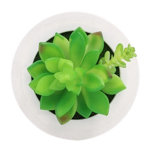 Top view of artificial succulent plant in a white frame on a clean white background
