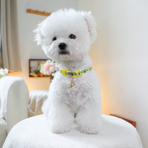 Close-up of a white Bichon dog wearing a yellow panda print collar with a pink pearl charm