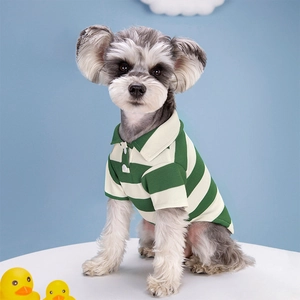 Close-up of green and white striped dog polo shirt with collar on a small gray dog
