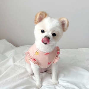 Close-up of pink dog vest with ruffles and cartoon prints on a small Pomeranian