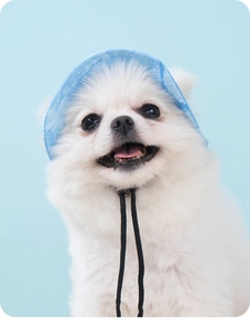 Detailed view of a white Pomeranian dog wearing a blue denim adjustable pet sun hat