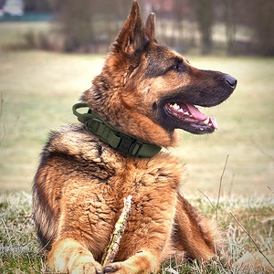 Tactical green heavy duty dog collar with handle on a German Shepherd outdoors