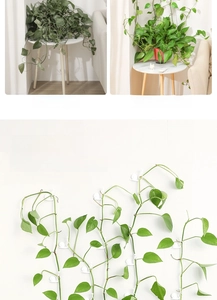 Macro detail of snail-shaped white plant clips fixing green vines on a white wall