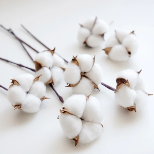 Natural dried cotton flower bouquet with fluffy white bolls on dark brown wooden branches