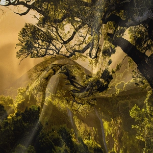 Detailed close-up of forest print tapestry fabric with soft satin texture and sunbeams