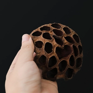 Natural dried lotus pods with rich woody texture for rustic home tabletop decoration