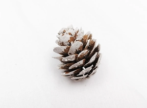 Macro detail of a 4cm natural pine cone with white painted snow tips on a white background