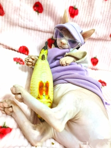 Close-up of a hairless cat wearing a purple sun hat and matching trendy sunglasses