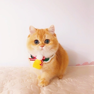 Gros plan d'un bavoir de Noël pour animaux tricoté main en laine verte, rouge et blanche