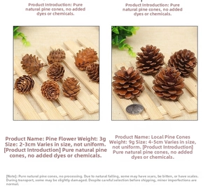Detailed comparison of natural dried pine cones in 2-3cm and 4-5cm sizes for decoration