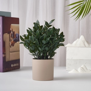 Detail of lush green ZZ plant in a minimalist beige ceramic pot on a decorated desk