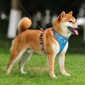 Detail of blue breathable mesh dog harness with reflective trim and black leash on Shiba Inu
