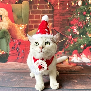 Festive pet Christmas set with red knitted hat and Santa scarf on a cat in cozy holiday scene