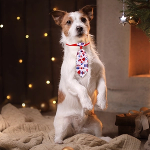 Dog wearing American Independence Day necktie with patriotic flag and popsicle patterns