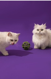 Twee witte katten spelen met een groene geometrische kattenkruidbal op paarse achtergrond