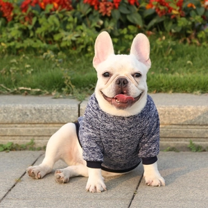 Close-up of blue knitted pet sweater with elastic ribbed cuffs on a French Bulldog