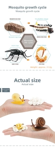 Educational mosquito life cycle models set showing egg, larva, pupa and adult stages