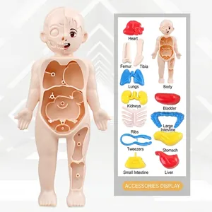 Educational human torso anatomy model for kids with 14 detachable organ parts and tweezers