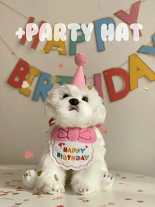 Detail of white dog wearing pink party hat and Happy Birthday embroidered bib