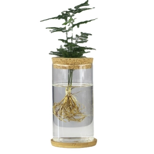 Hydroponic glass vase with wood base and cork lid featuring a green asparagus fern