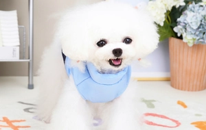 Detail of light blue padded pet vest on white Bichon dog in a cozy home setting