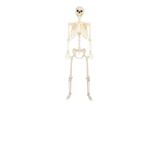 Life-size Halloween skeleton prop made of durable plastic for spooky party decorations