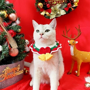 Close-up of a white cat wearing a festive red and green knitted Christmas collar with bells