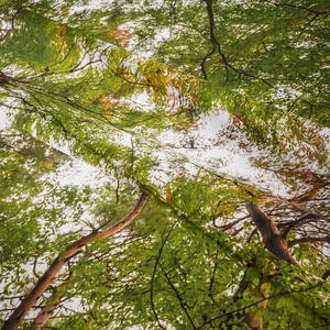 Trama dettagliata del tessuto di un arazzo con paesaggio forestale e foglie verdi