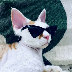Cool black triangle sunglasses for cats and small dogs fashion pet eyewear accessory