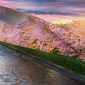 Detail showing the fine fabric texture and vivid cherry blossom landscape on the tapestry