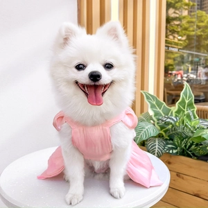 Pink satin pet wedding dress on white Pomeranian with soft floral background detail