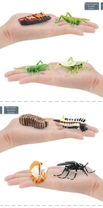 Educational grasshopper and mosquito life cycle stages toy models shown on a palm