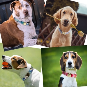 Detailed views of floral dog collars with personalized metal buckles on different breeds