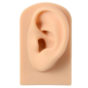 Realistic silicone ear model for earring display and acupuncture teaching on white background