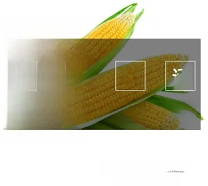 Macro detail of realistic corn kernels with realistic green husks and food textures