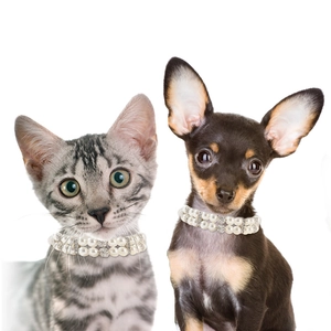 Detail view of double-row pearl pet necklace with sparkling rhinestone accents for cats and dogs